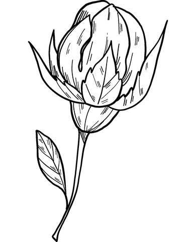 Kolorowanka zamknięta róża